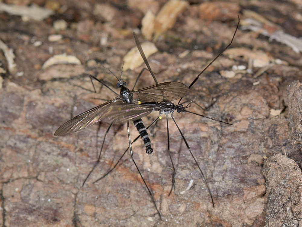 Limoniidae: Gnophomyia sp.